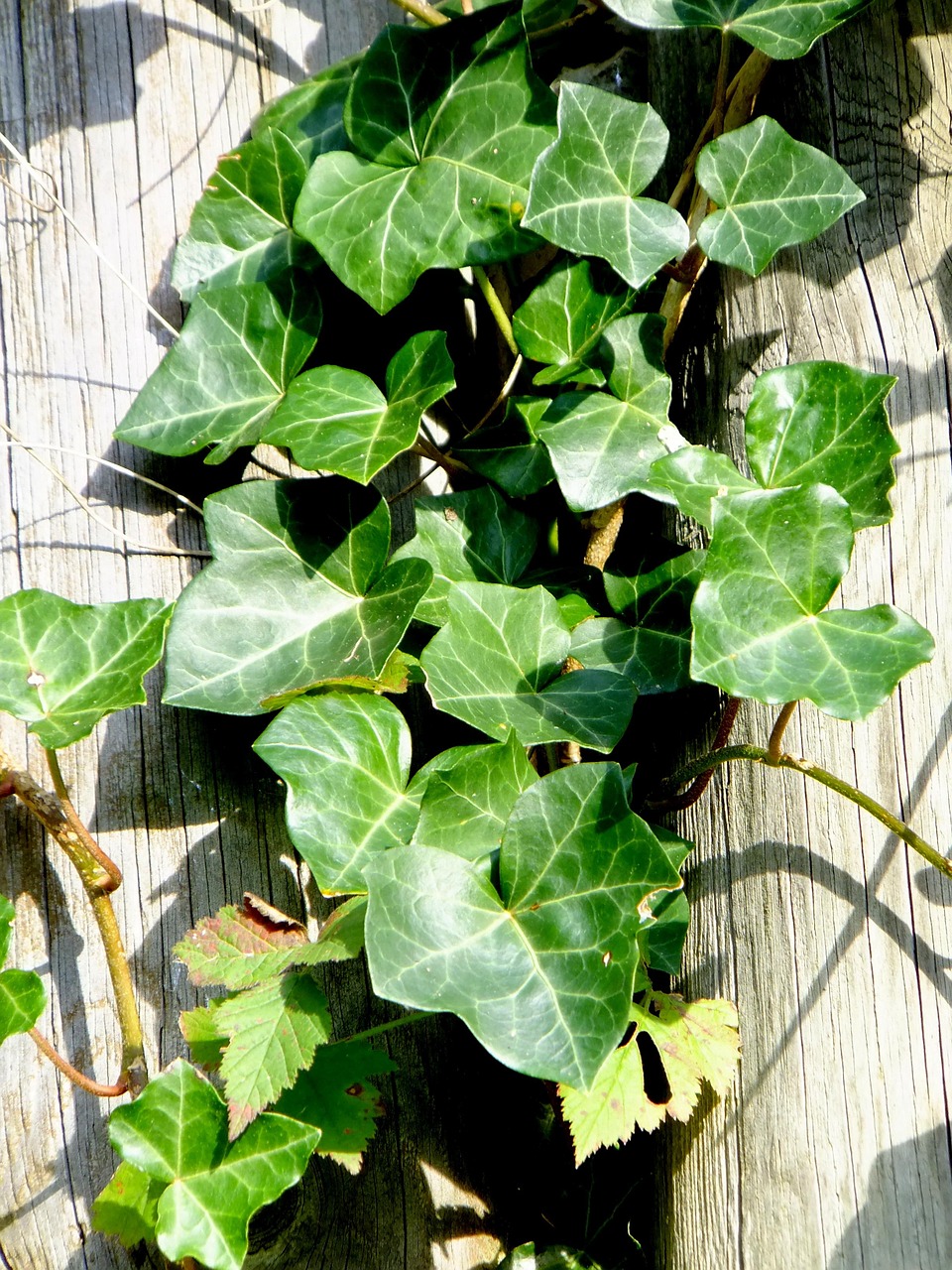 ivy vedben plant free photo