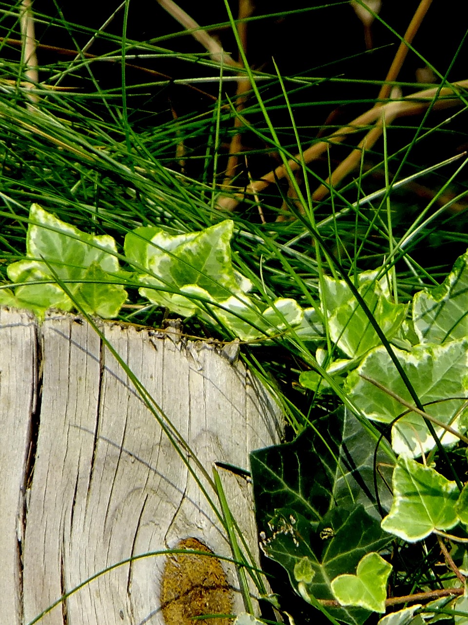 ivy vedben plant free photo