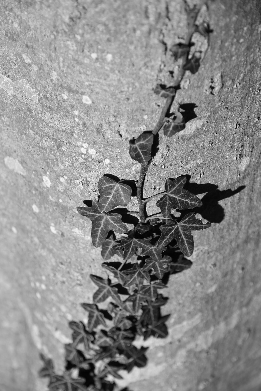 ivy nature texture free photo