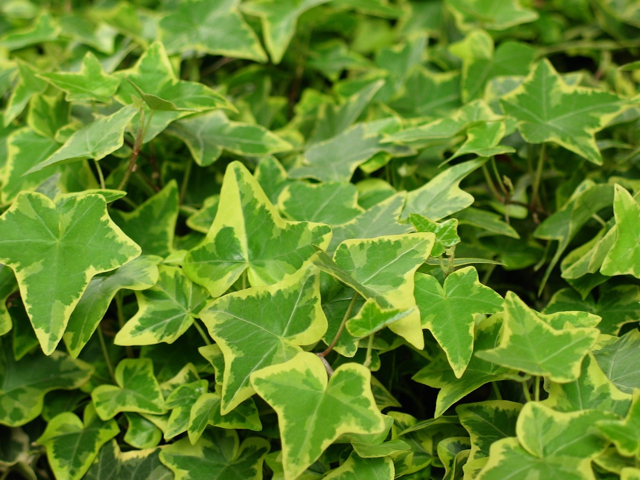 ivy green plant nature free photo