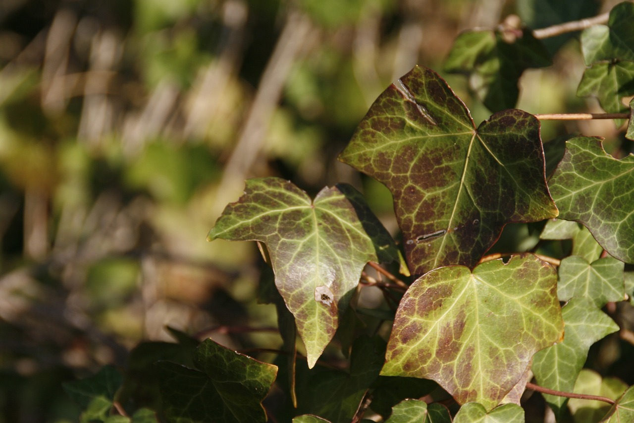 ivy green leaves free photo