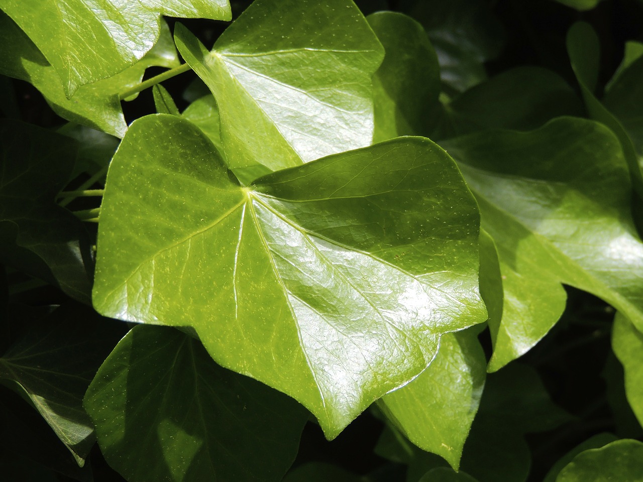 ivy ivy leaf leaf free photo
