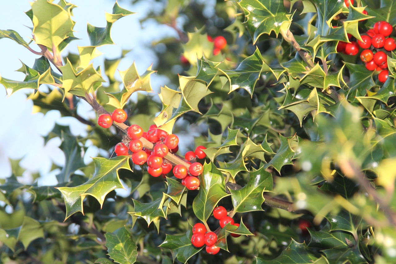 ivy red green free photo