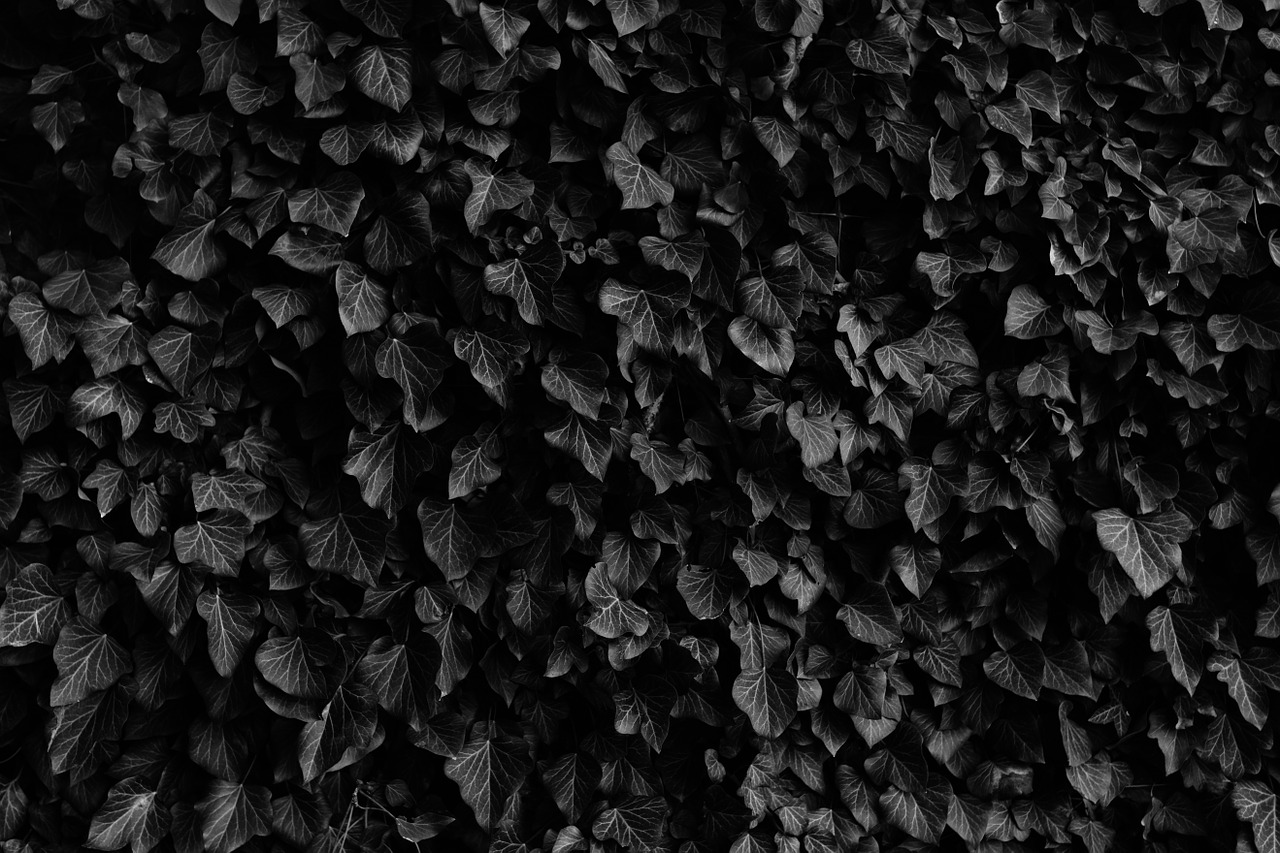 ivy leaf black and white free photo