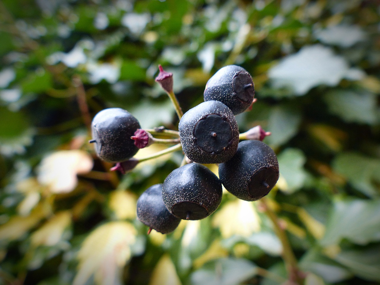 ivy berries plant free photo