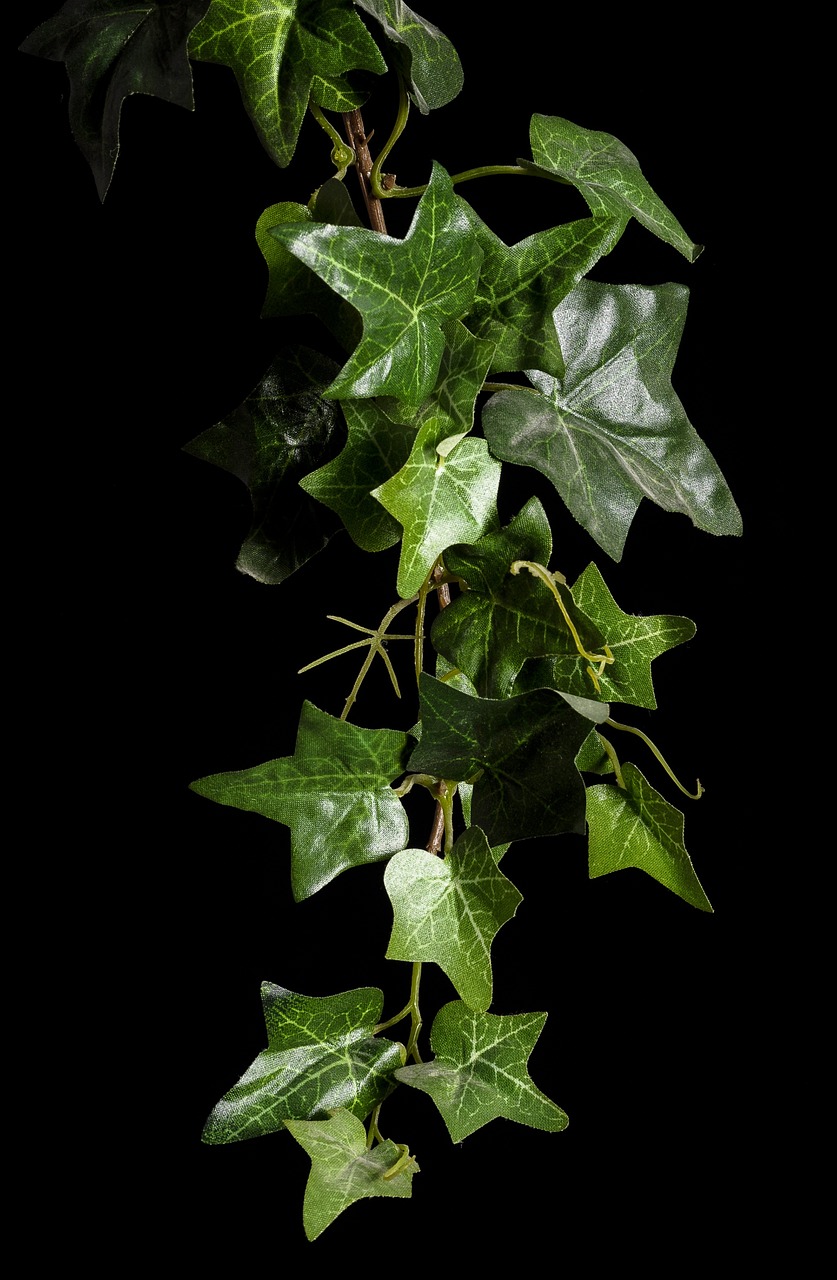 ivy plant rank growths free photo