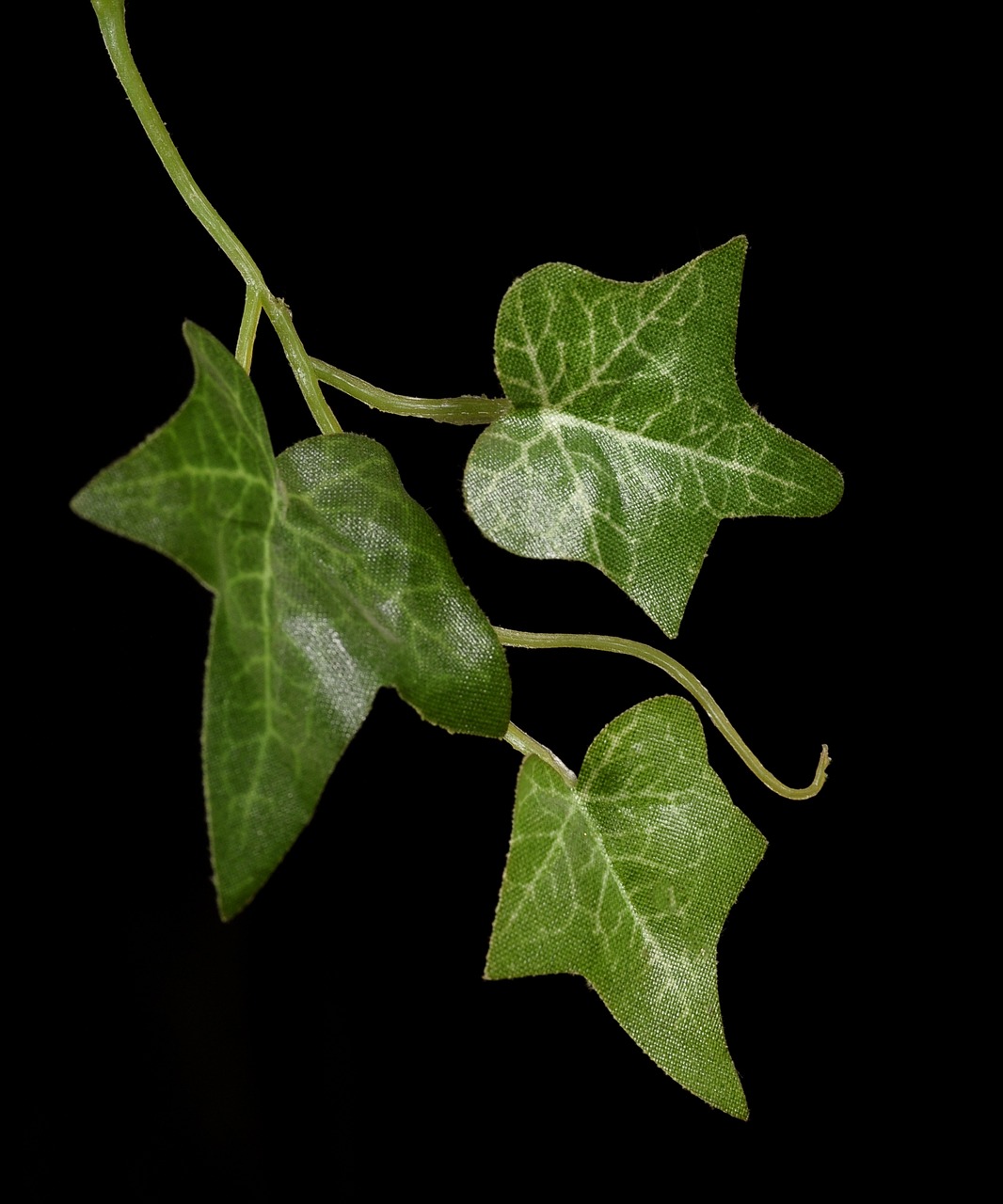 ivy climber leaves free photo
