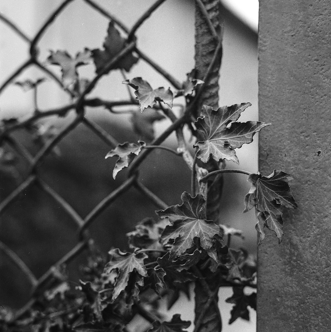 ivy dragon claw fence free photo