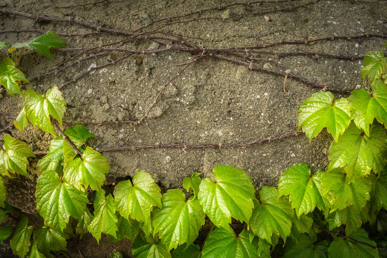 ivy vine the leaves free photo