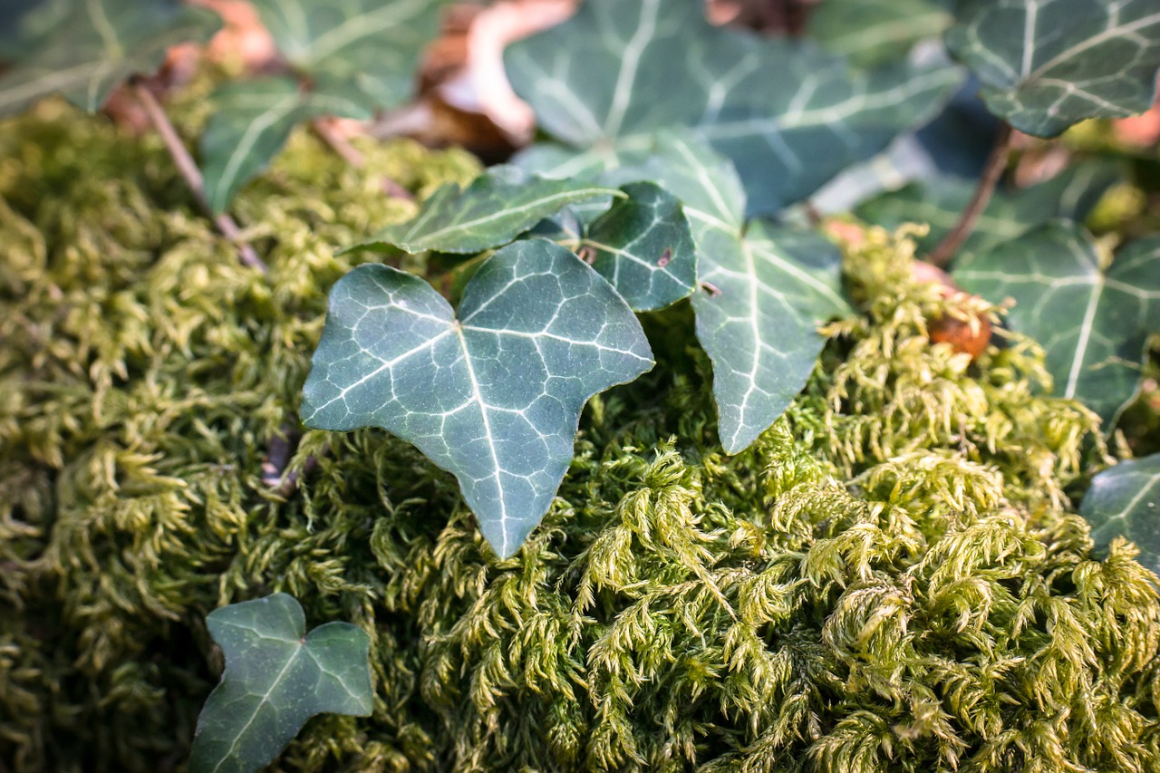 ivy moss leaf free photo