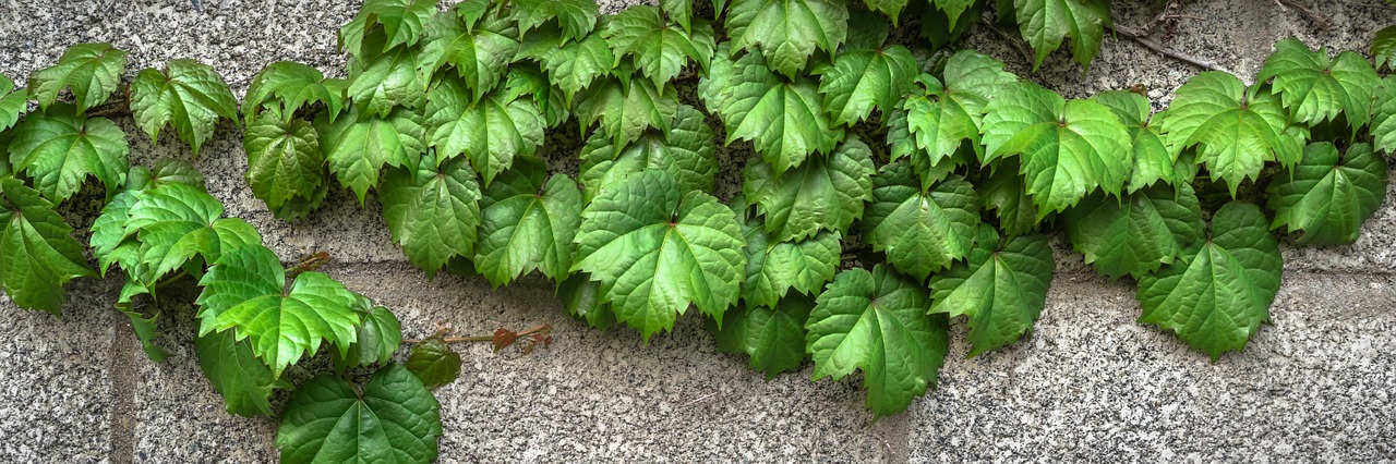 ivy vine the leaves free photo