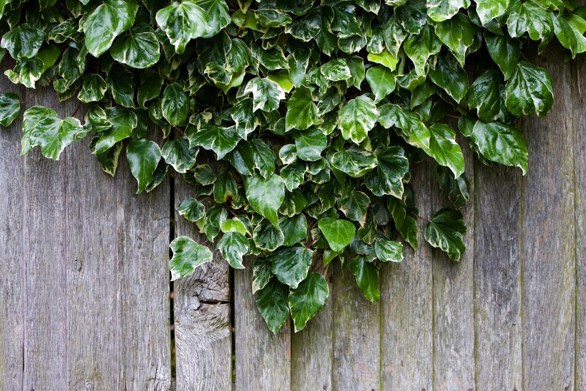 ivy wood wooden free photo
