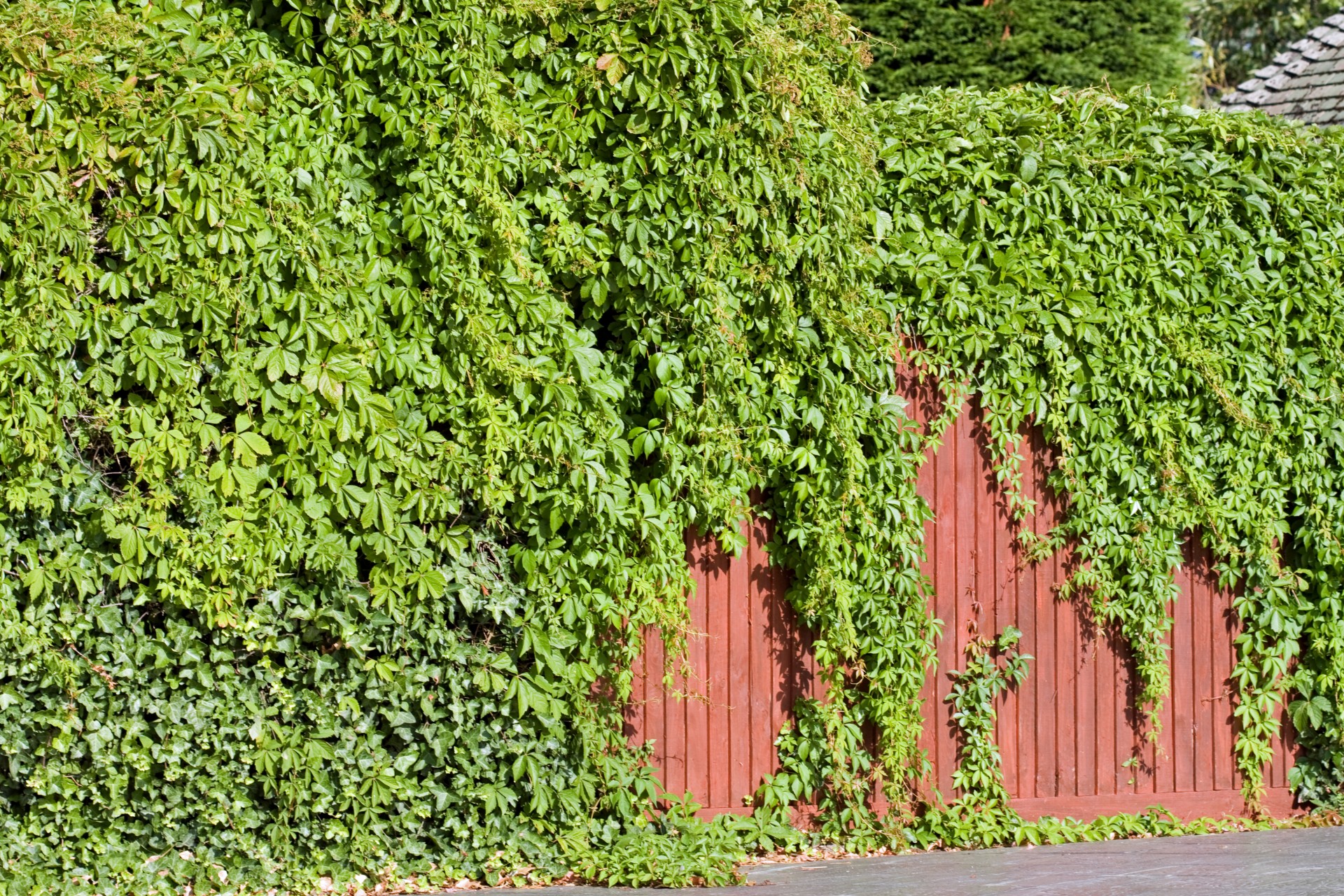 ivy plant fence free photo