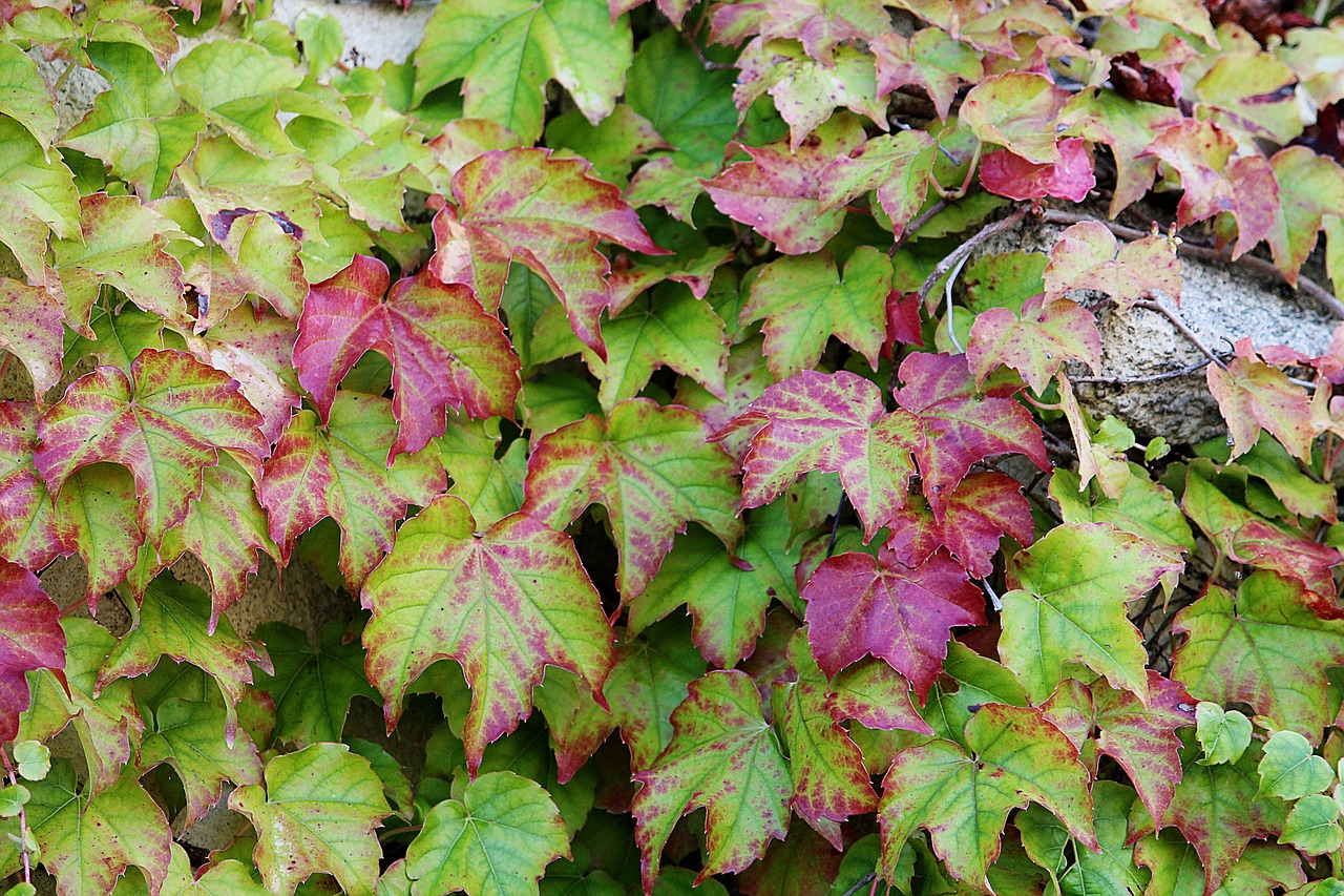 ivy green climber free photo