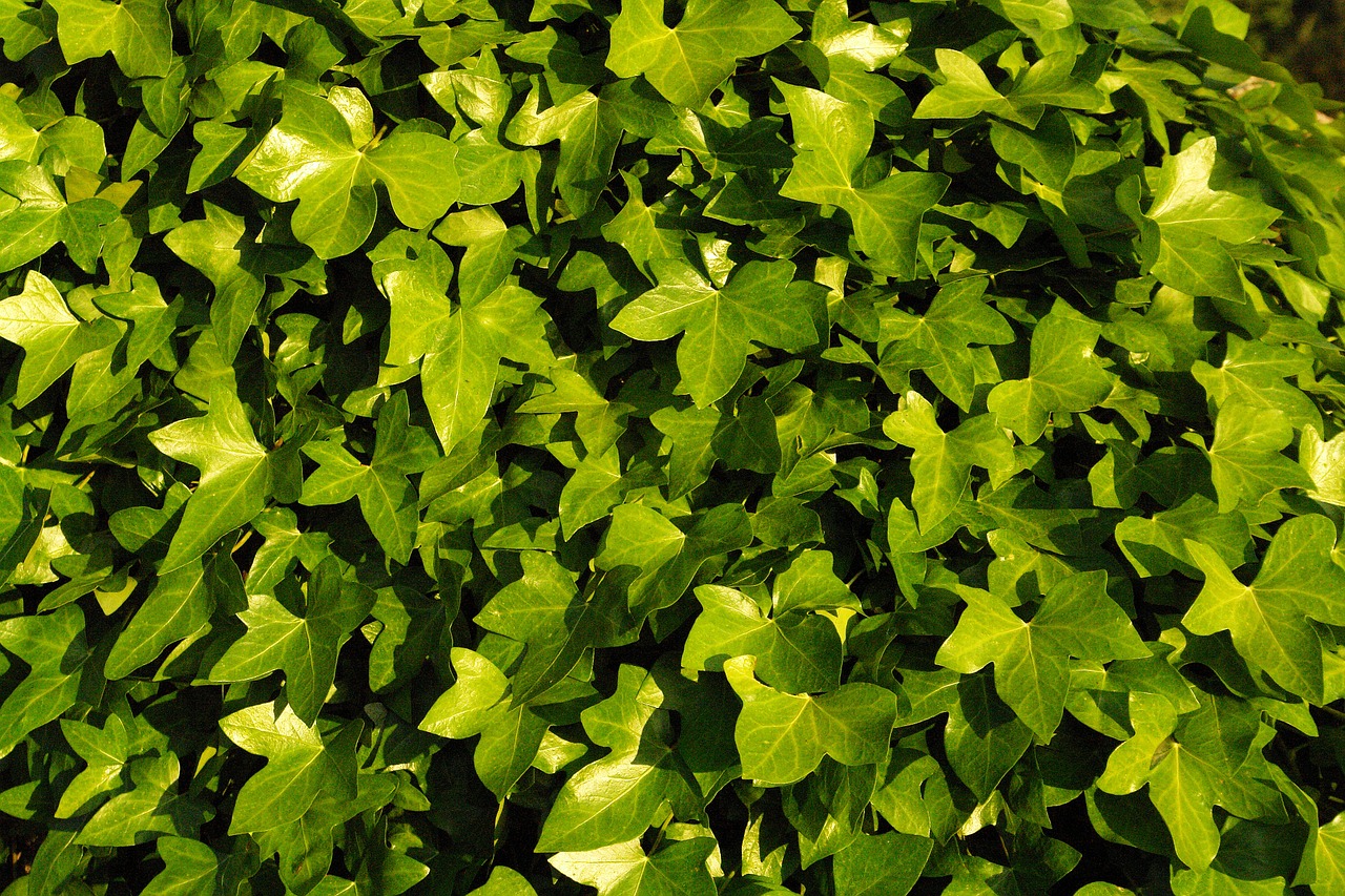 ivy vegetation green free photo