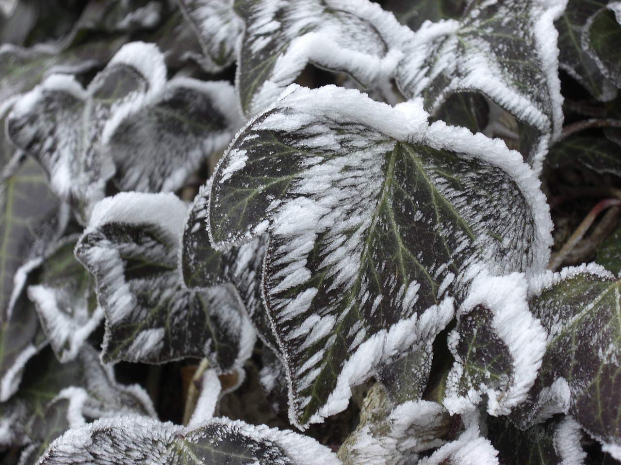 ivy winter snow free photo