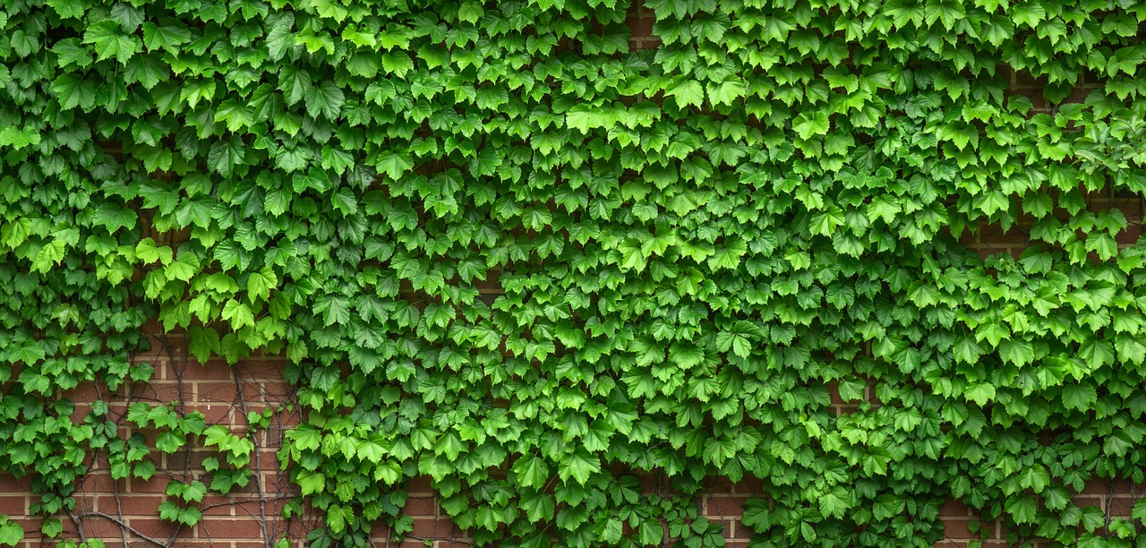 ivy vine the leaves free photo
