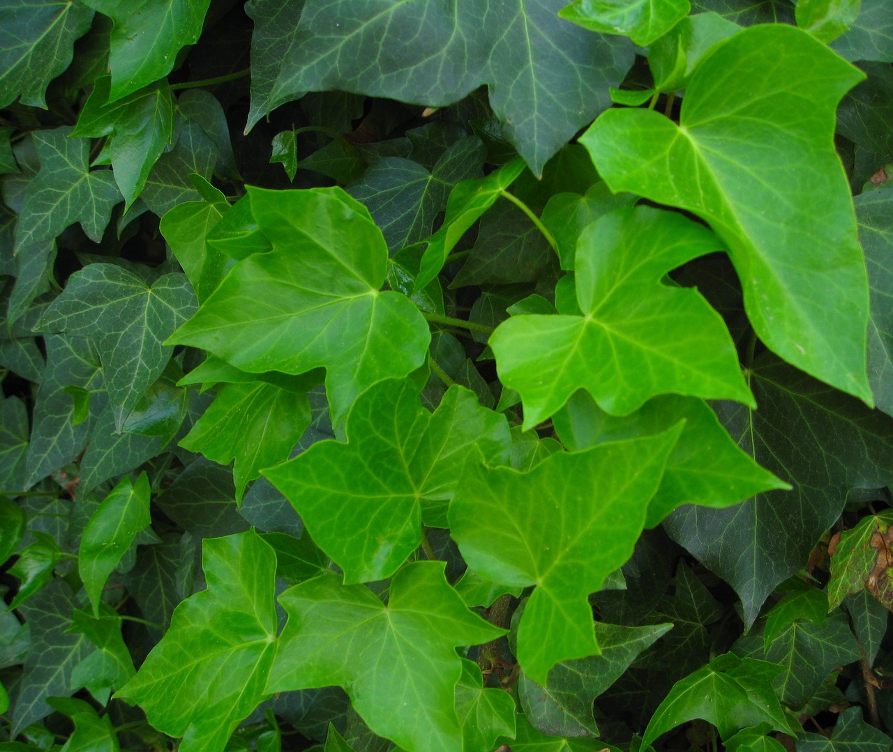 ivy green leaves free photo
