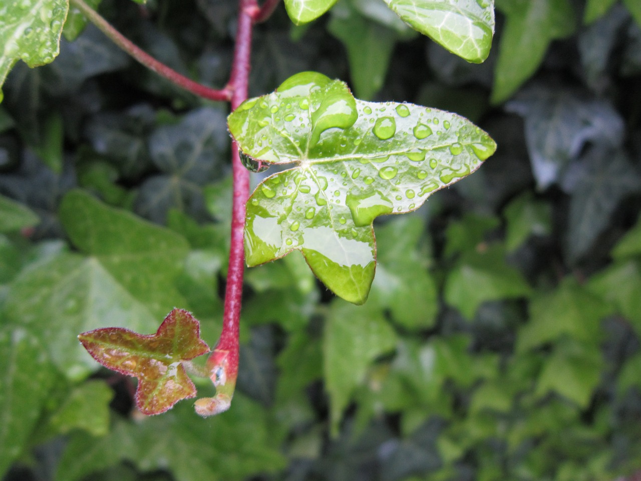 ivy rain drop of water free photo