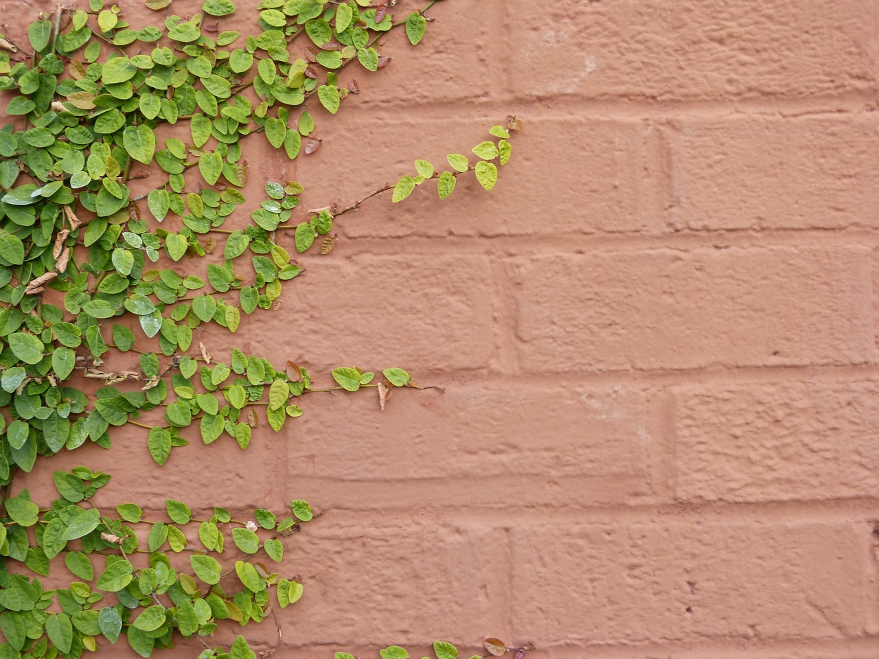 ivy ivy on wall brick wall free photo