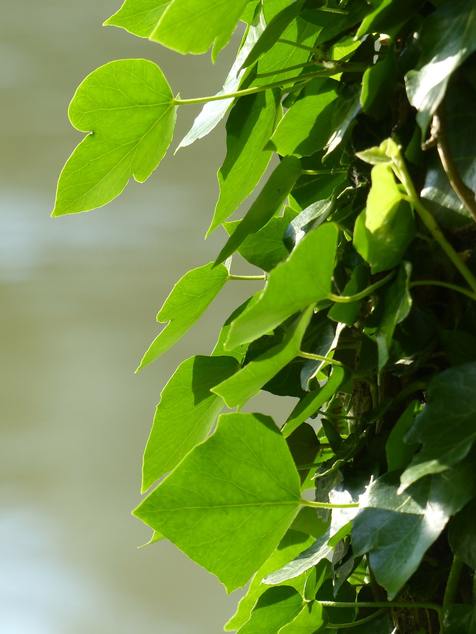 ivy ivy leaf leaves free photo