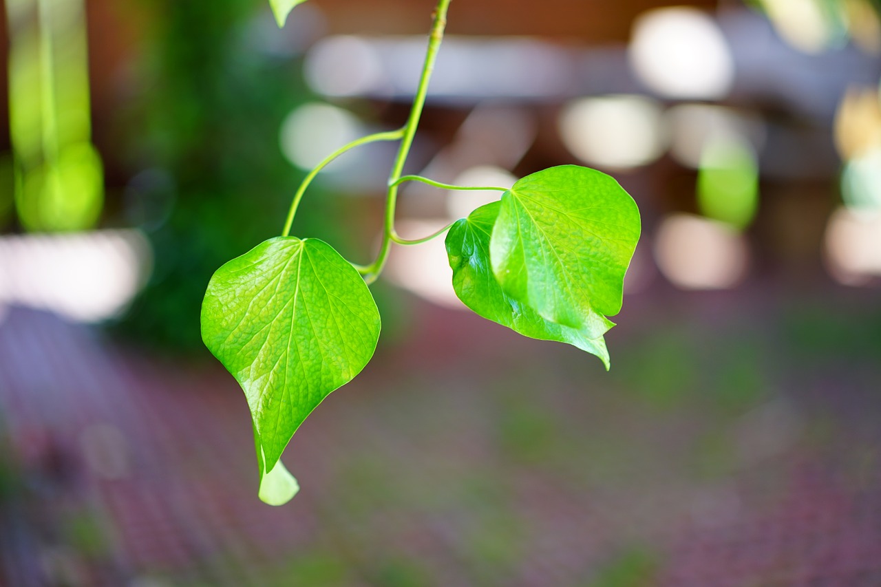 ivy ivy leaf smooth free photo