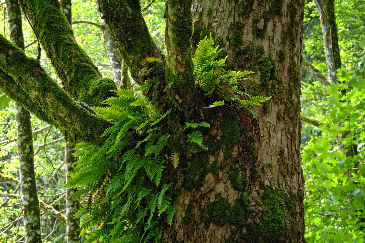 ivy forest tree free photo