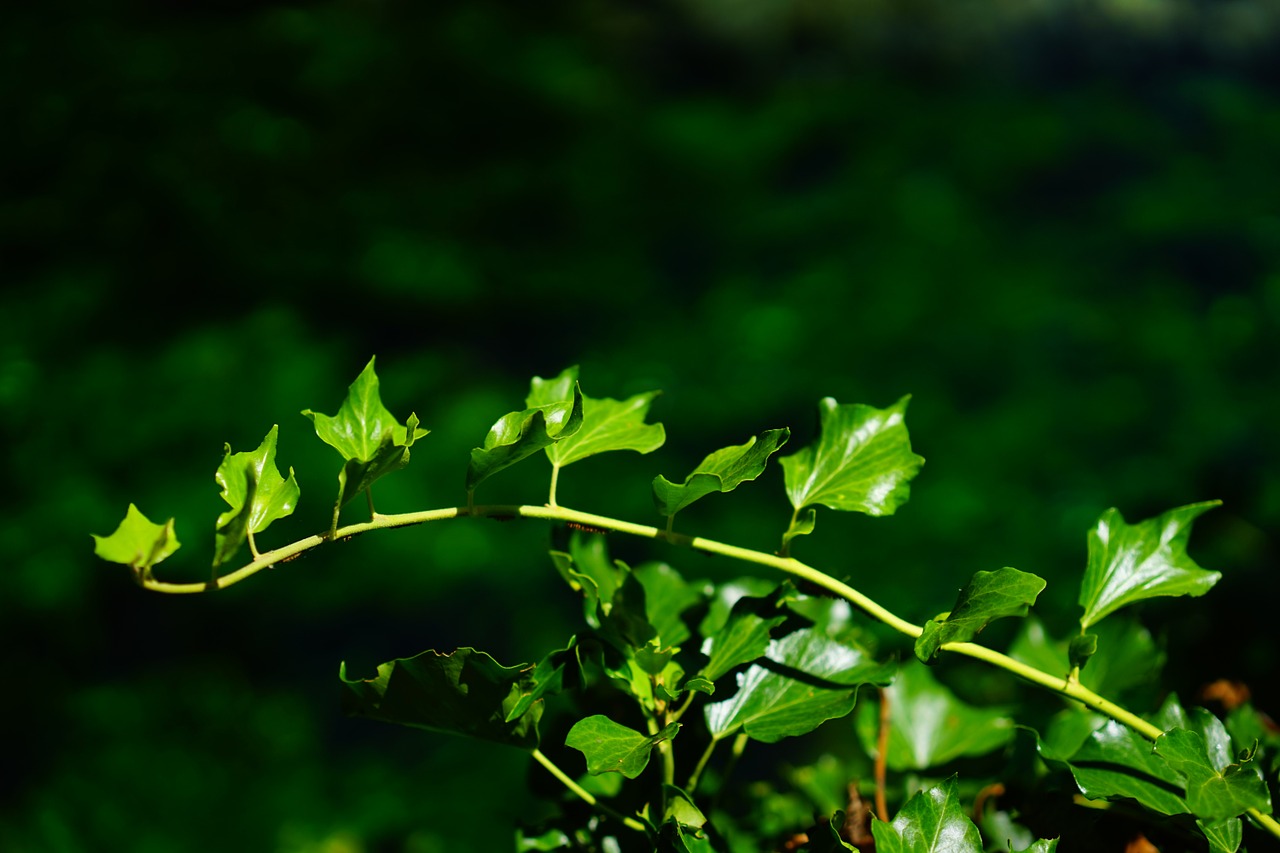 ivy ivy branch branch free photo