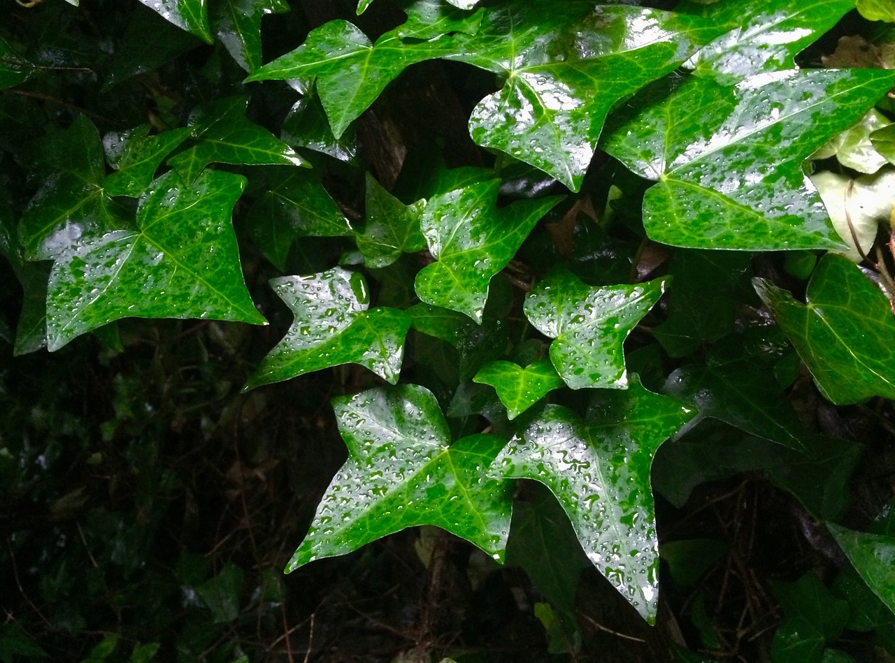 ivy leaf rain free photo