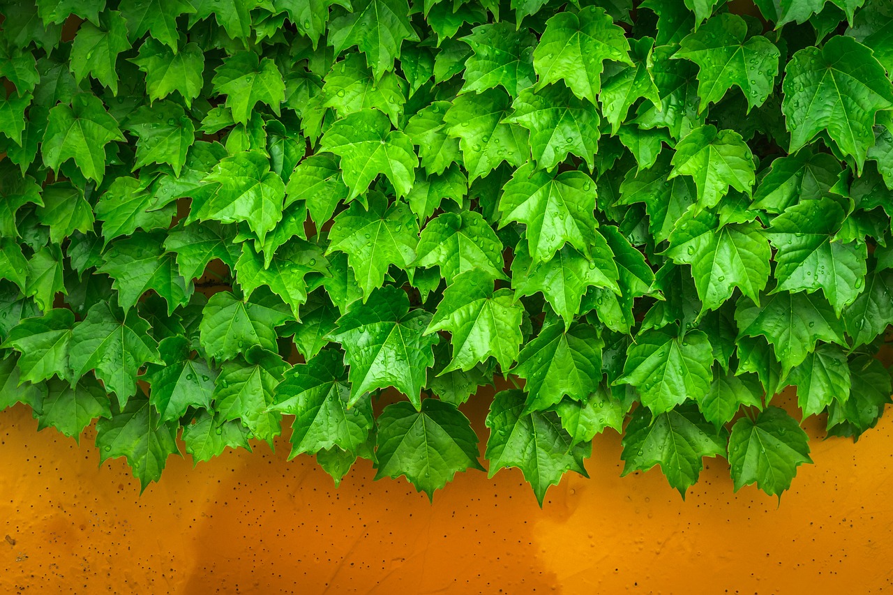 ivy vine the leaves free photo