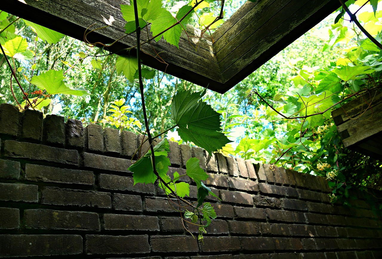 ivy vine climber free photo