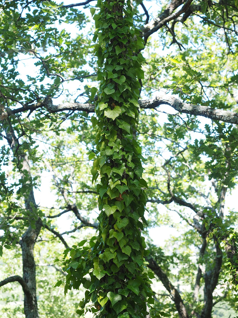 ivy tree fouling free photo