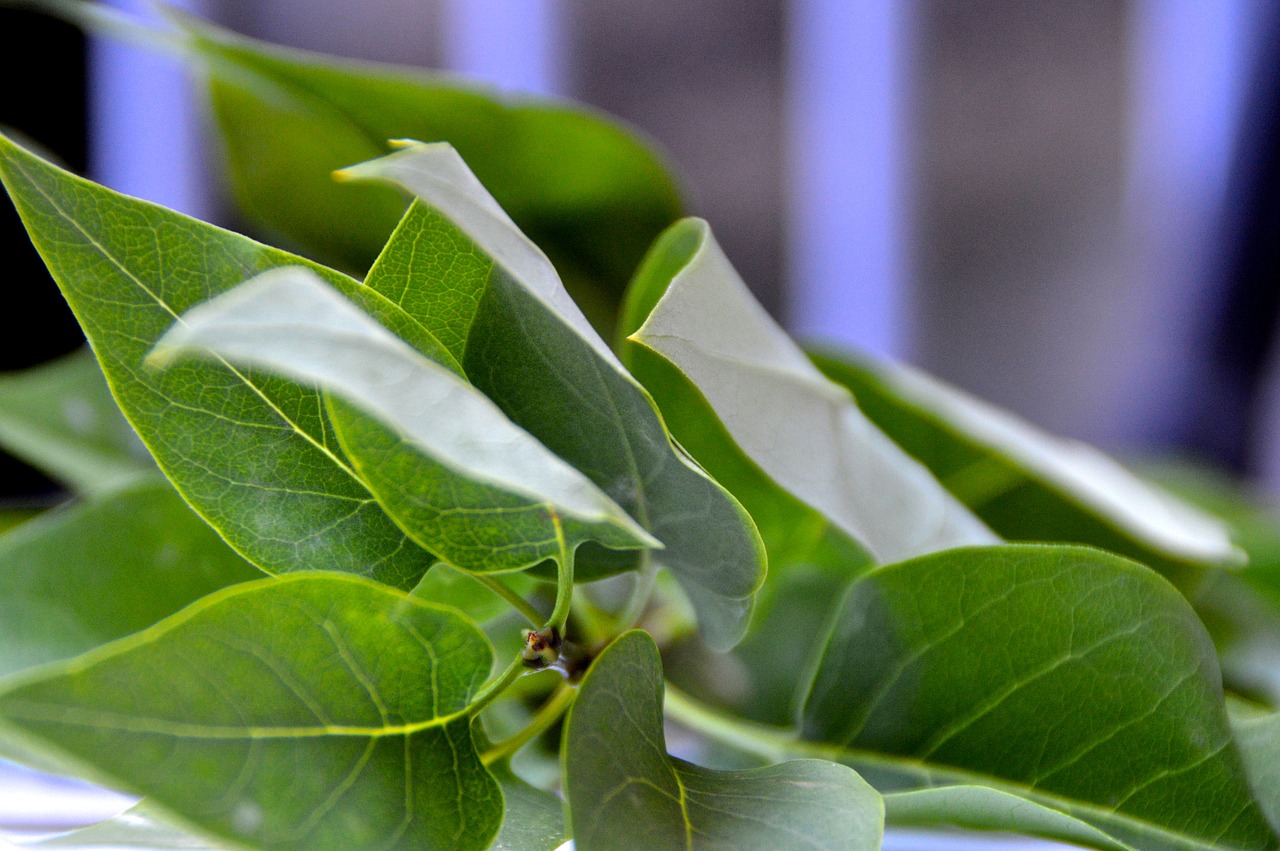 ivy leaves green free photo