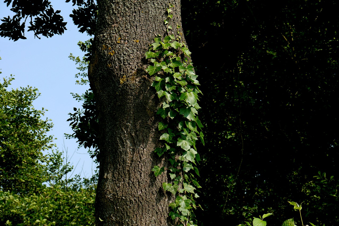 ivy tree ranke free photo