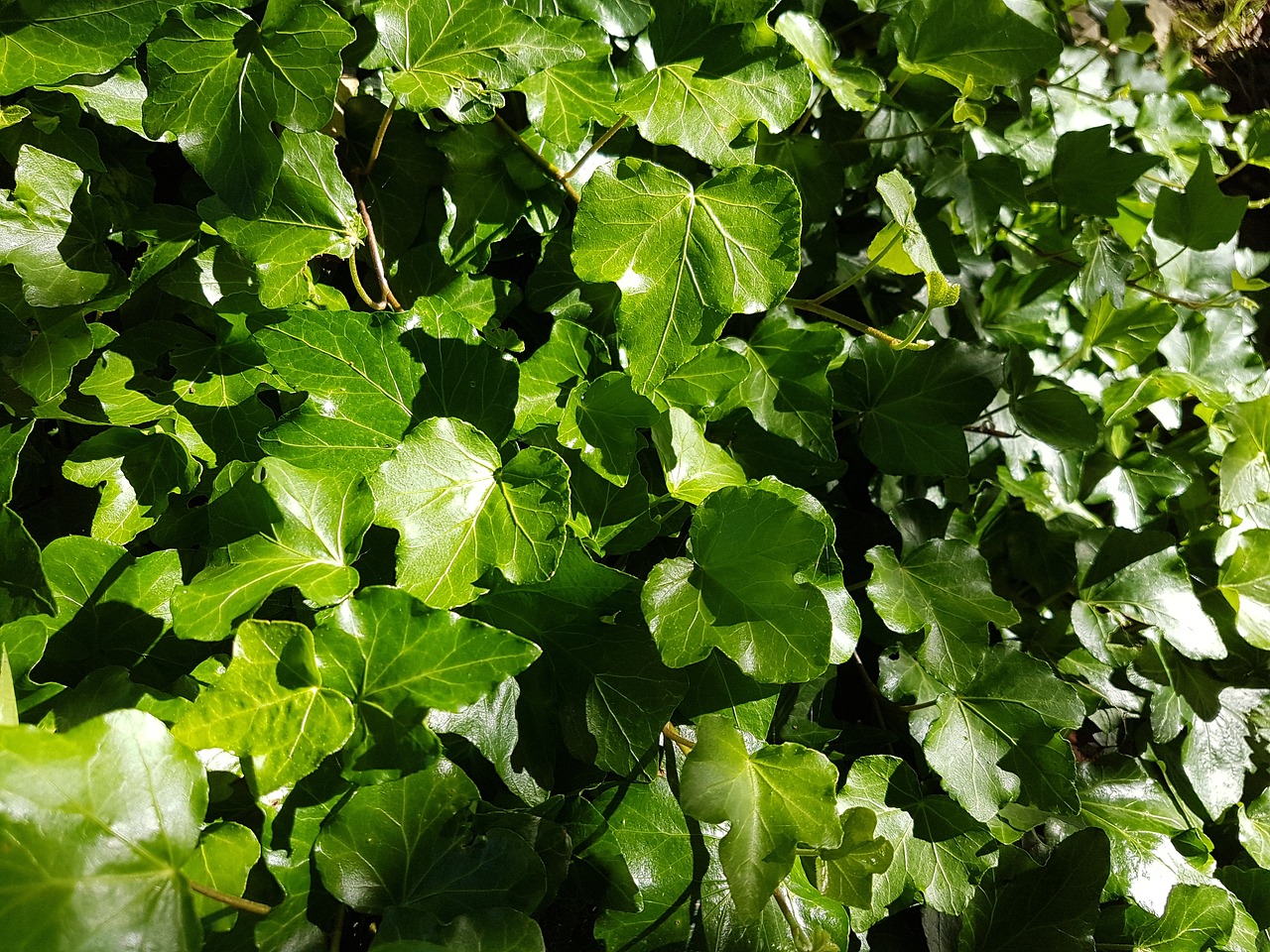 ivy leaves green free photo