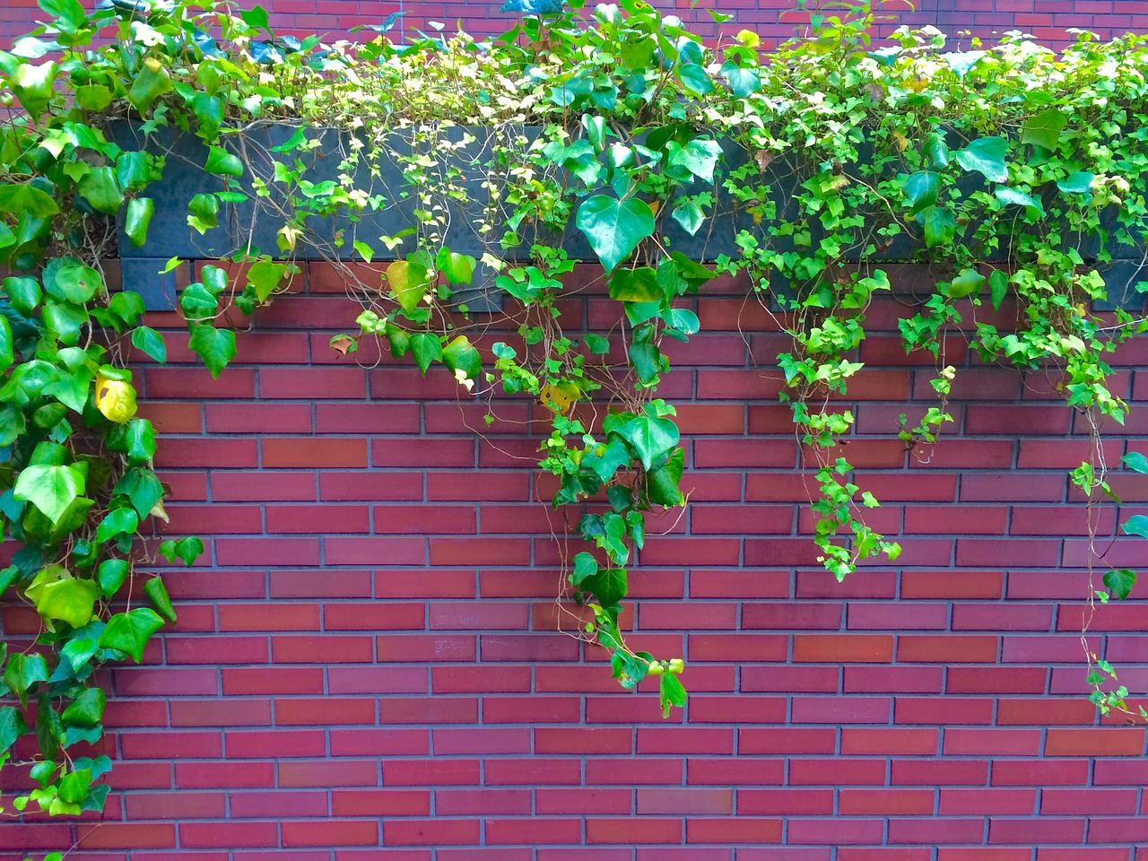 ivy the vine fence free photo