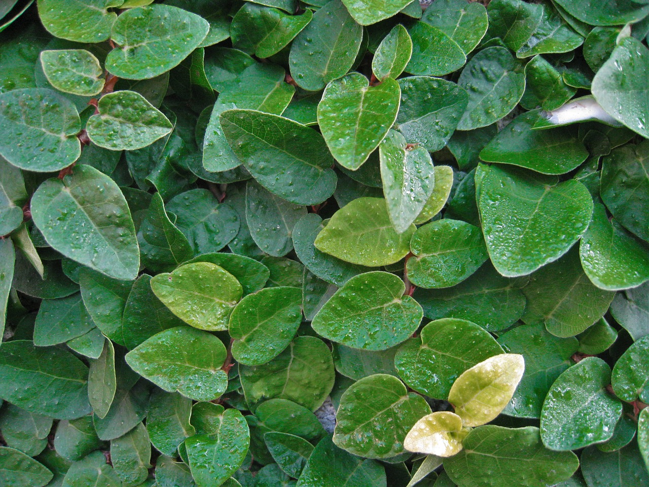 ivy the vine leaf free photo