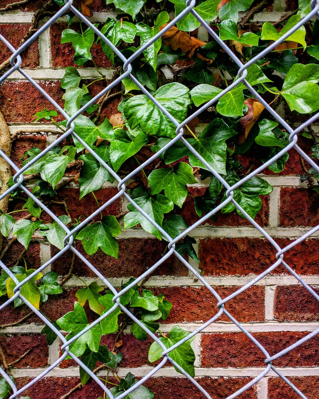 ivy fence bricks free photo