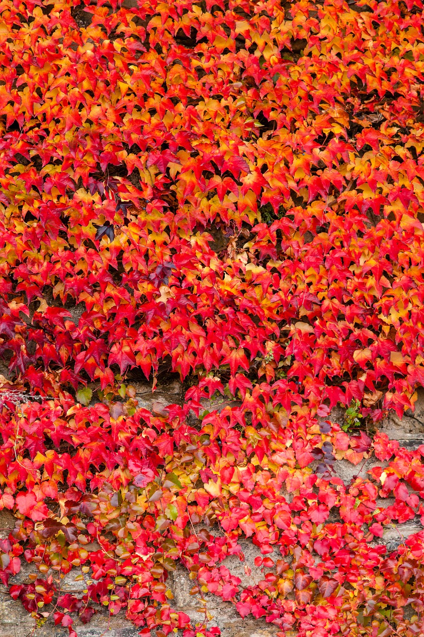 ivy autumn red free photo