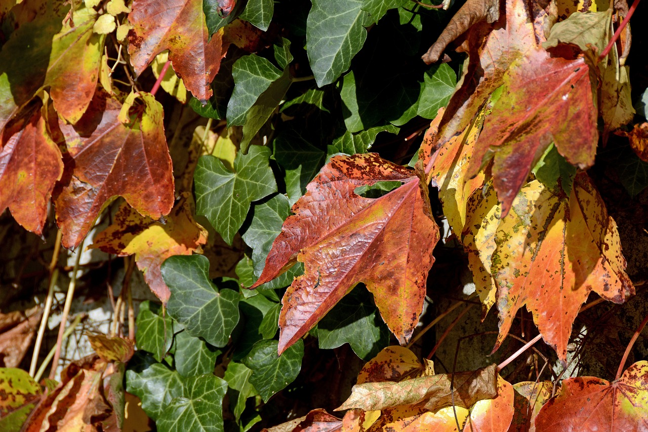 wine partner ivy autumn colours free photo