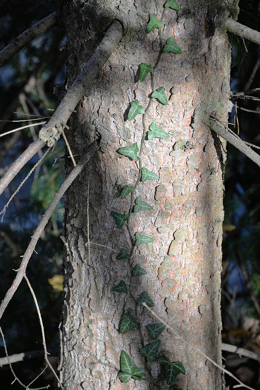 ivy ranke tree free photo