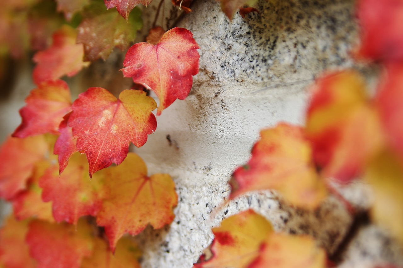 ivy stone wall nature free photo