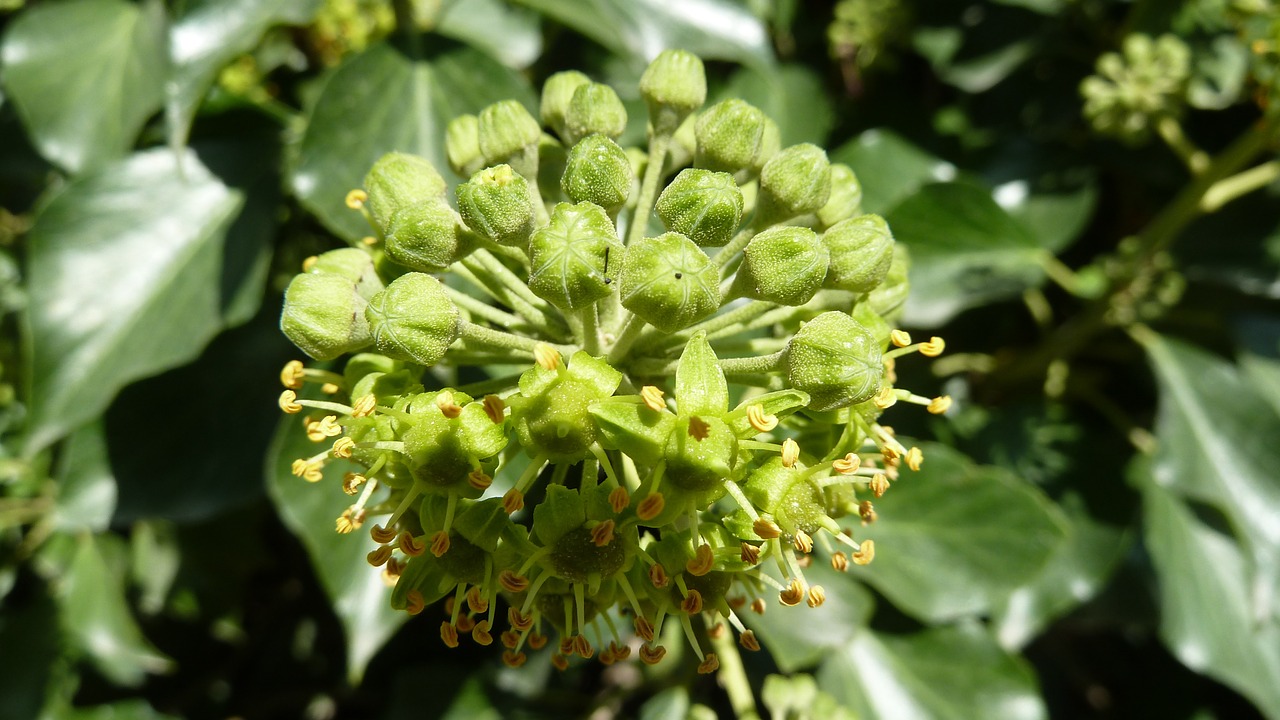 ivy blossom bloom free photo