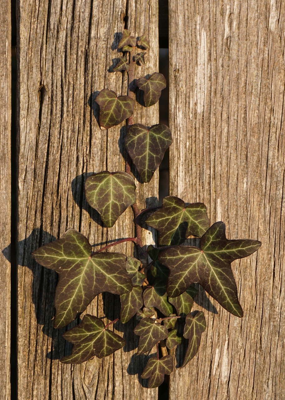 ivy branch fence free photo