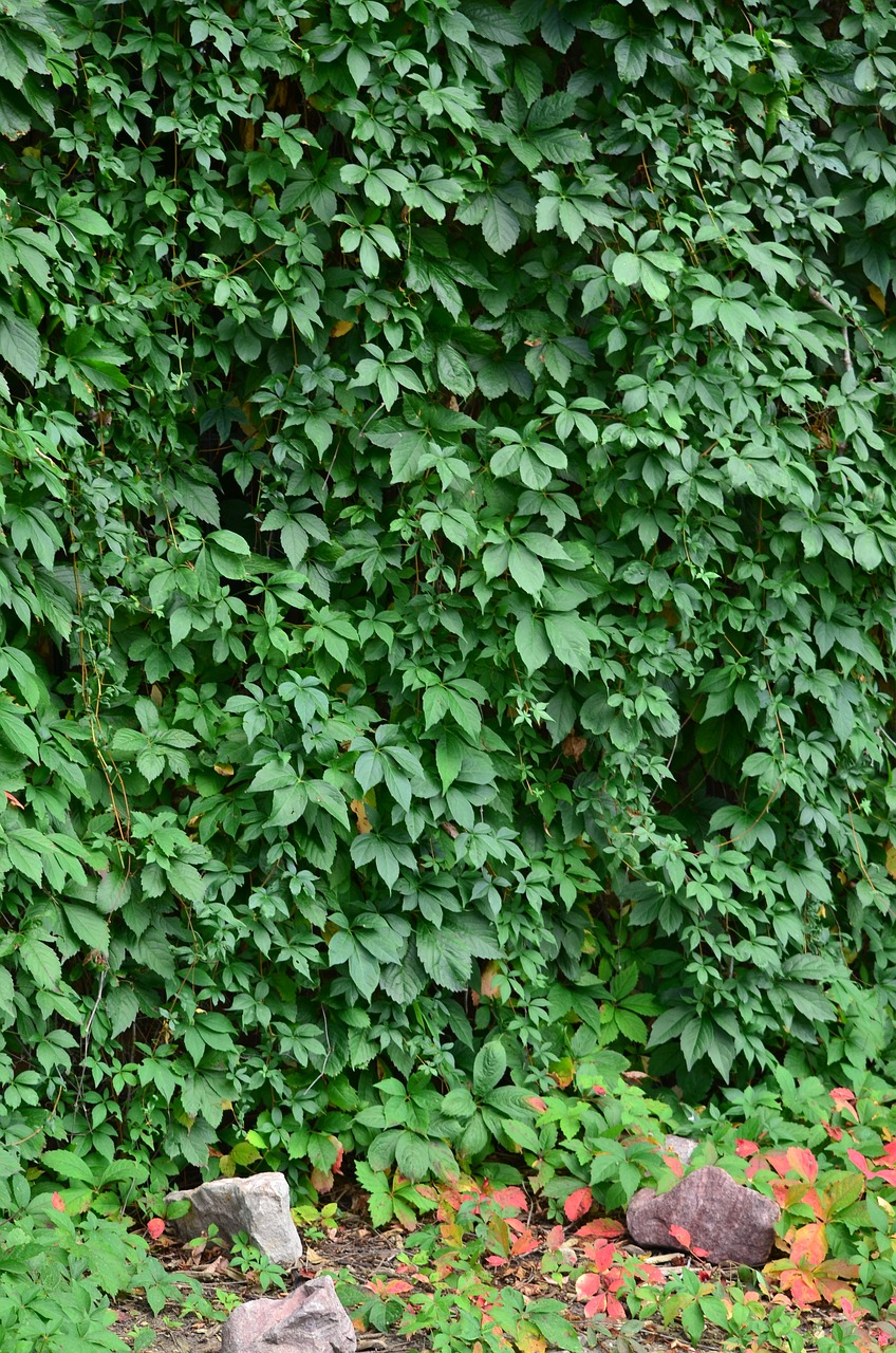 ivy ivy wall green free photo