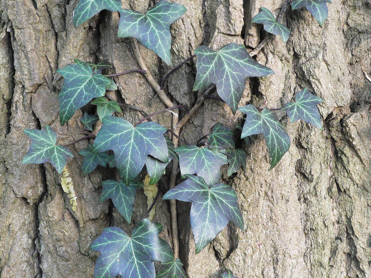 ivy bark tree free photo