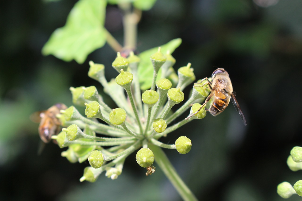 ivy bee permaculture free photo
