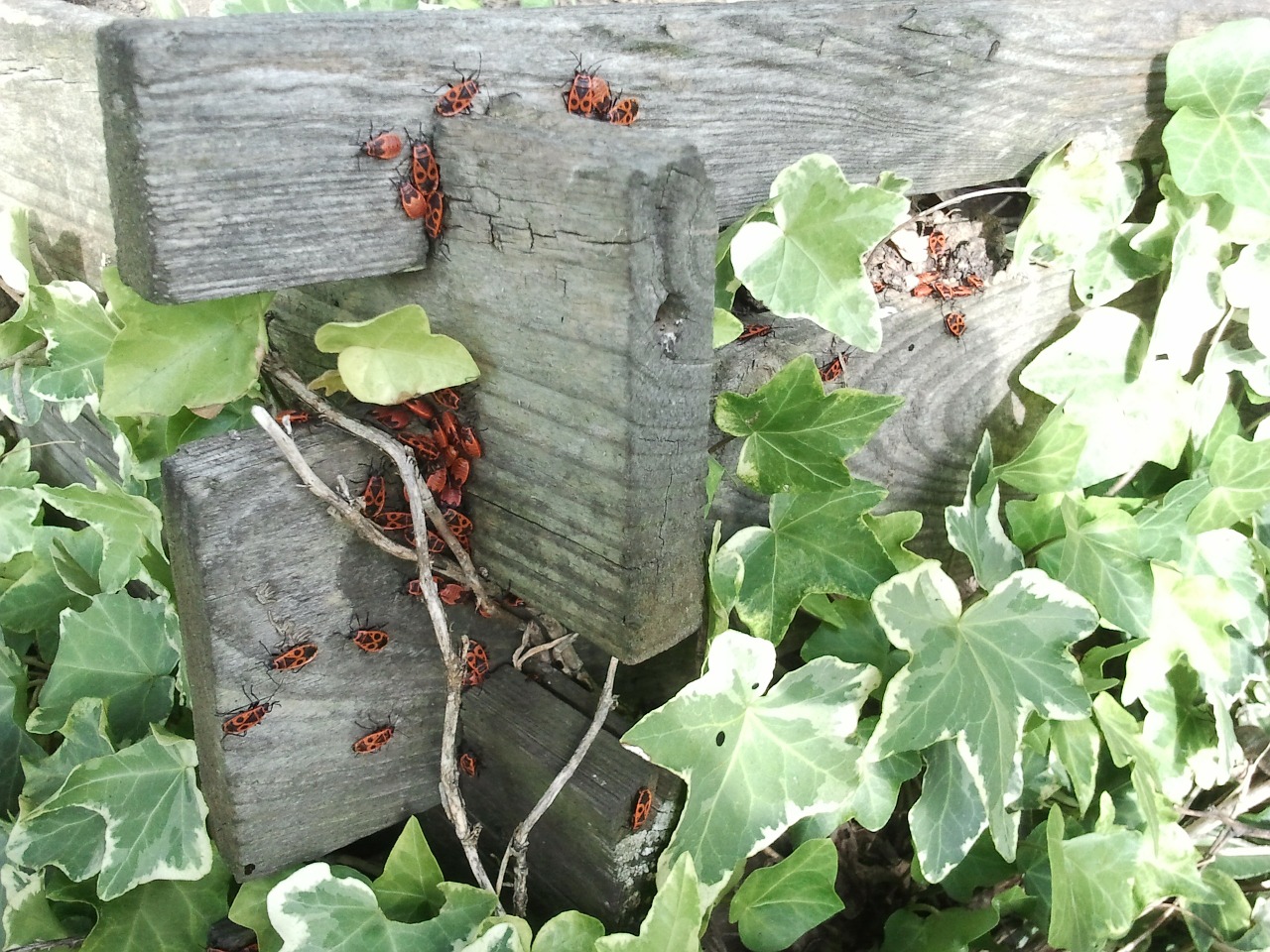 ivy beetle red free photo