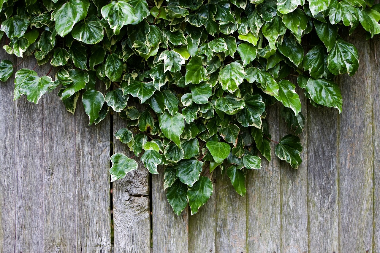 ivy wood wooden free photo