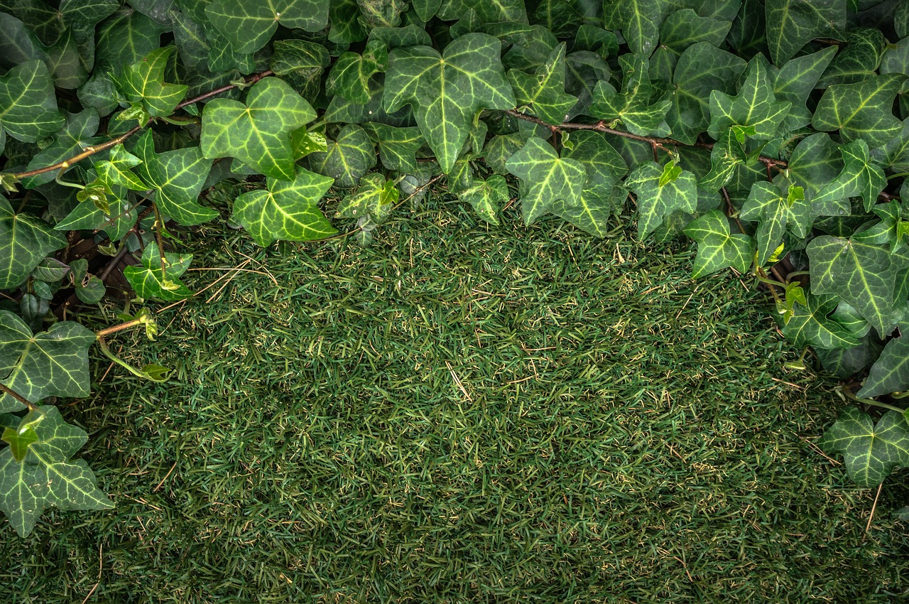 ivy plants grass free photo